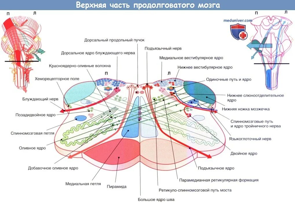 Ядра моста мозга. Поперечный срез продолговатого мозга схема. Внутренне строение продолговатого мозга схема. Поперечный срез моста анатомия схема. Срез продолговатого мозга схема.