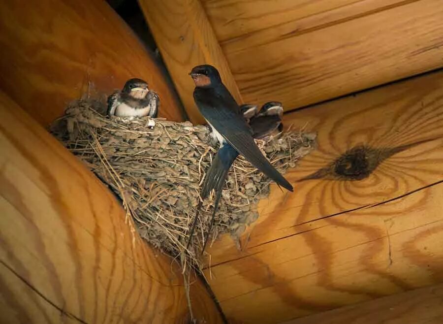 Гнезда птиц в домах