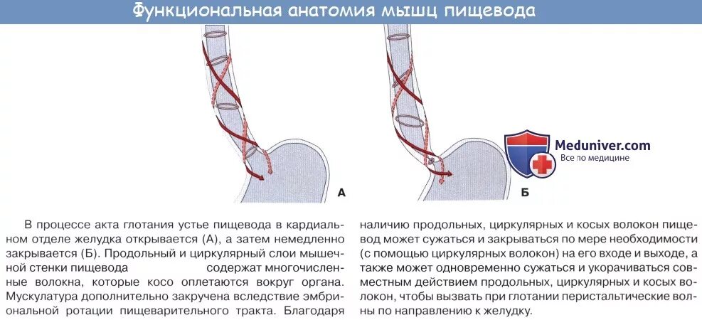 Мышцы пищевода