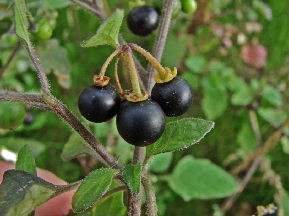 Паслен черный род. Паслен ягода. Паслён чёрный. Паслен черный (Solanum nigrum). Паслён чёрный (Solanum nigrum l.).