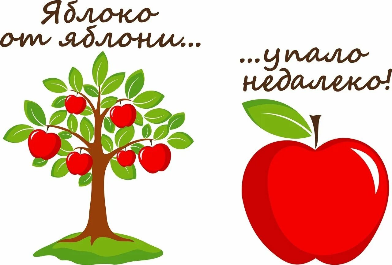Яблоня от яблони недалеко падает. Яблоко от яблоньки недалеко падает. Яблочко от яблоньки недалеко. Яблочко от яблони. Яблочко от яблони недалеко падает.