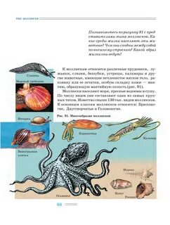 Тест моллюски егэ