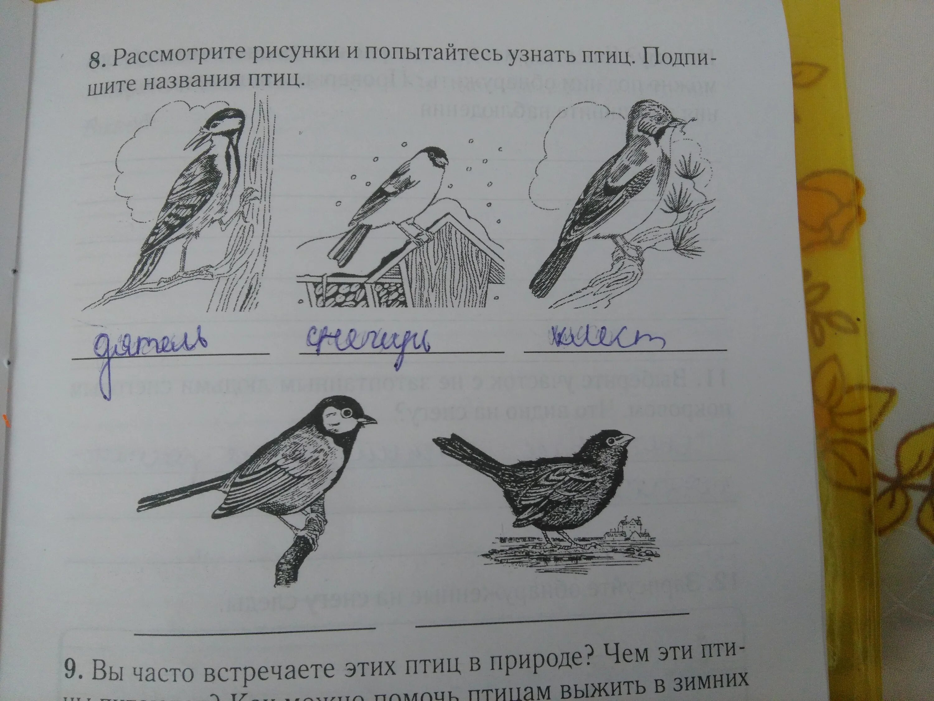 Рассмотрите рисунок 7 определите какое изображение. Подпиши названия птиц. Подписать названия птиц. Подпиши названия этих птиц. Рассмотрите рисунки и подпишите название птиц.