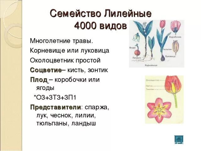 Лилейный цветок соцветием. Соцветие цветка семейства лилейные. Лилейные опыление. Соцветия покрытосеменных растений. Семейство лилейные соцветие.