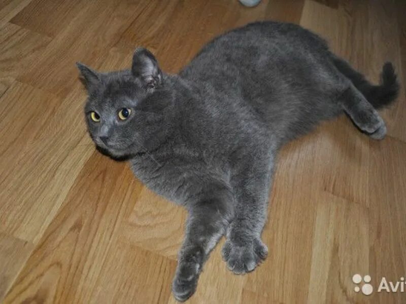 кошка метис британца. метис с британцем кошка серый. британец кот помесь. метис британской короткошерстной кошки. метис британской кошки.