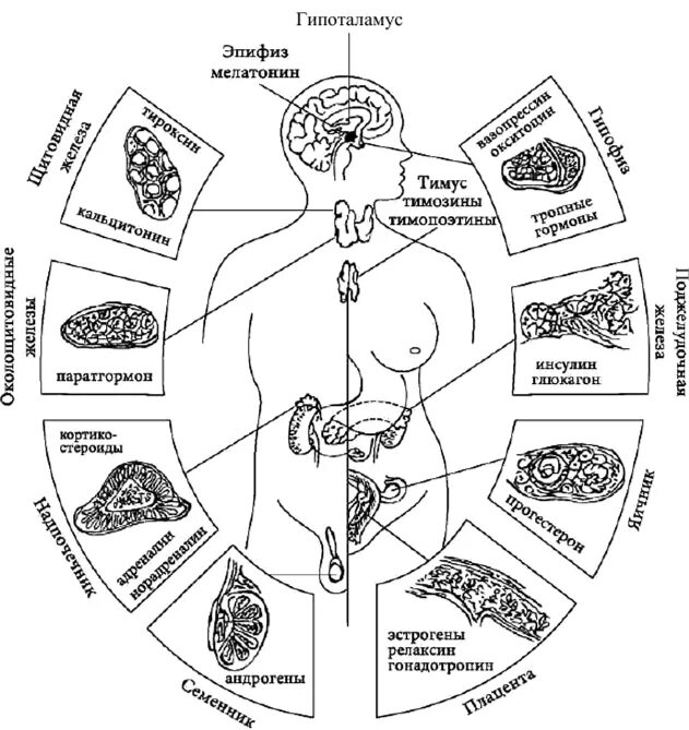 Схема желез внутренней секреции человека. Схема строения эндокринной системы. Схема расположения желез внутренней секреции организма. Эндокринная система железы внутренней секреции схема. Эндокринная система человека гормоны