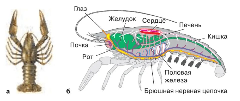 Половая система Членистоногих Аrthropoda Выполнила Кузьмина Ирина Студентка