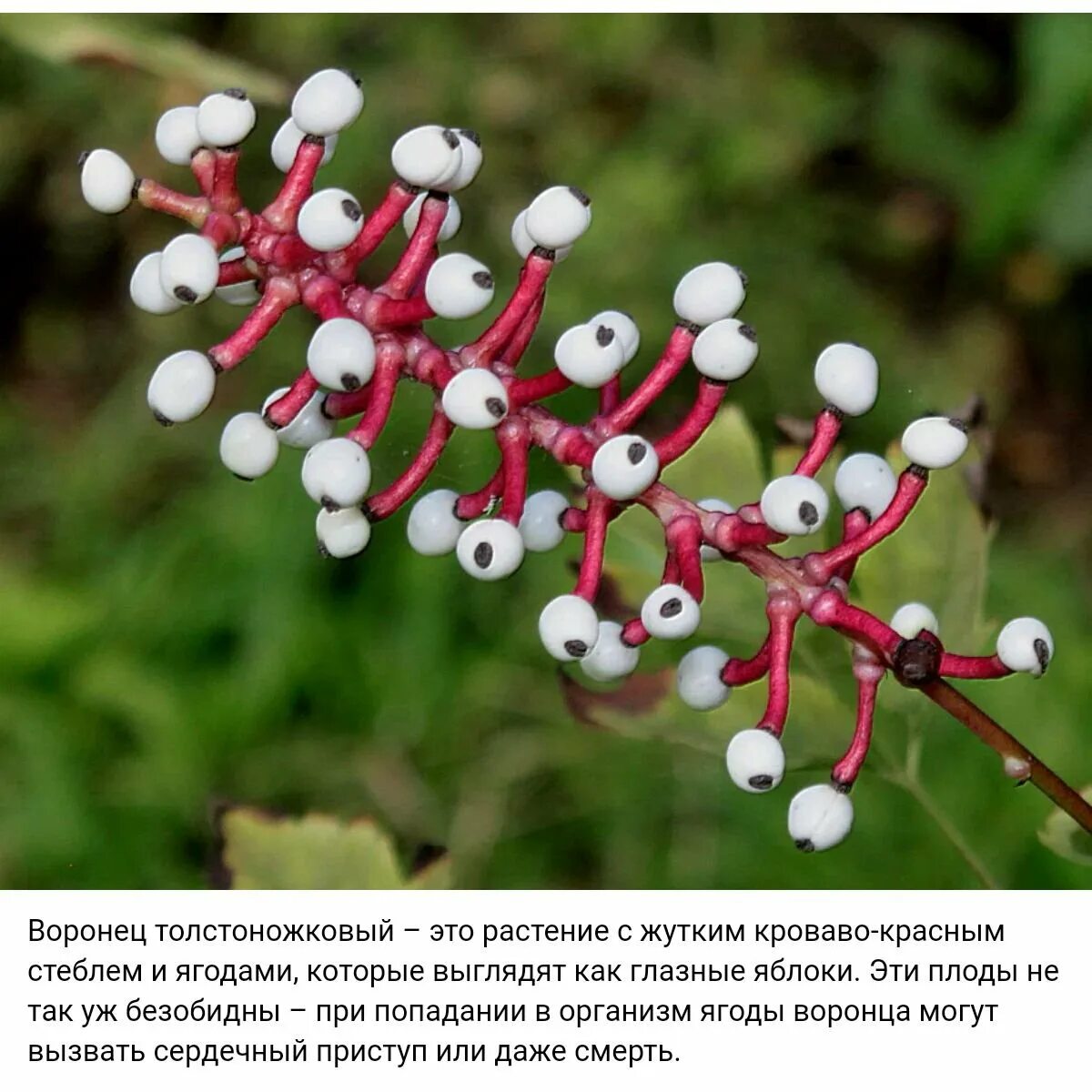 Какой из цветов ядовитый. Воронец толстоножковый. Воронец толстоножковый растение. Ядовитое растение Воронец толстоножковый. Воронец кукольные глазки.