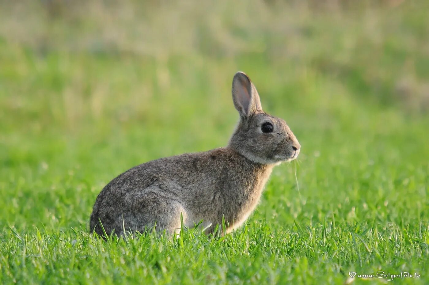 зайчик род. Lepus europaeus). зайчик род. Lepus saxatilis. степной заяц русак.