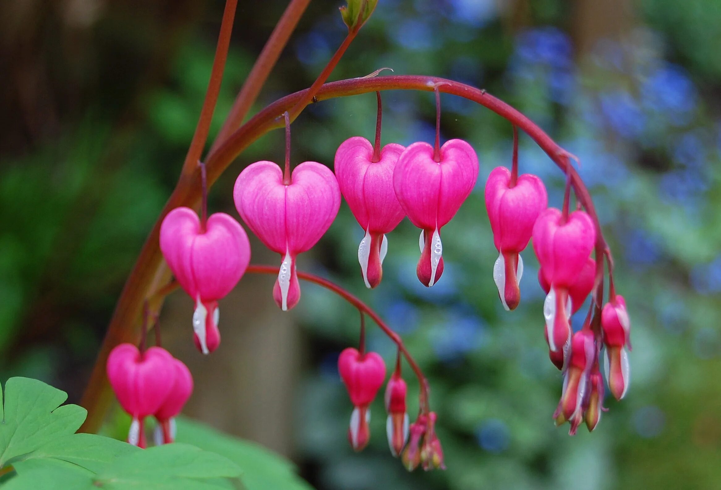 Цветы сердечки. Растение с сердечками. Кровоточещеесердце цветок. Цветок сердце матери.