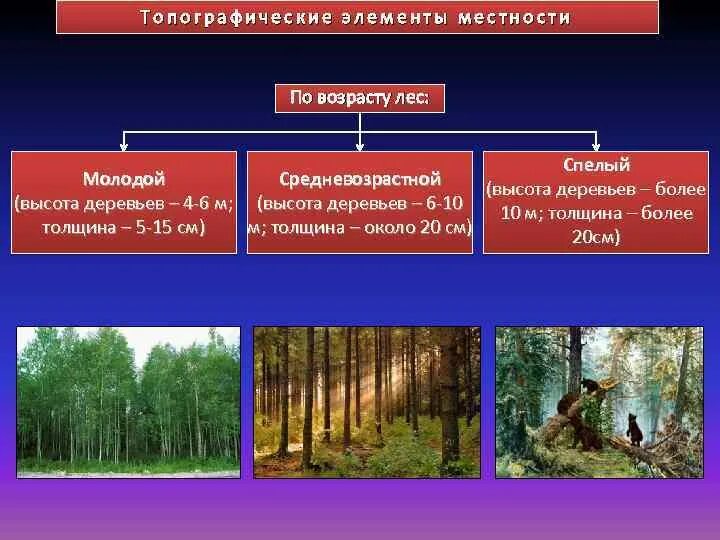 Основными топографическими элементами местности являются. Типографические элементы местности. топографические элементы местности. средневозрастной лес. основные элементы местности.