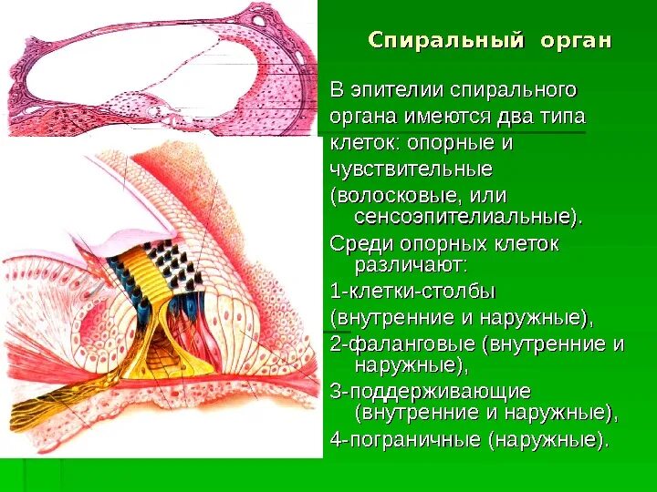 Волосковые клетки улитки внутреннего уха. Кортиев орган клетки. Эпителиальный спиральный Кортиев орган. Наружные волосковые клетки спирального органа.