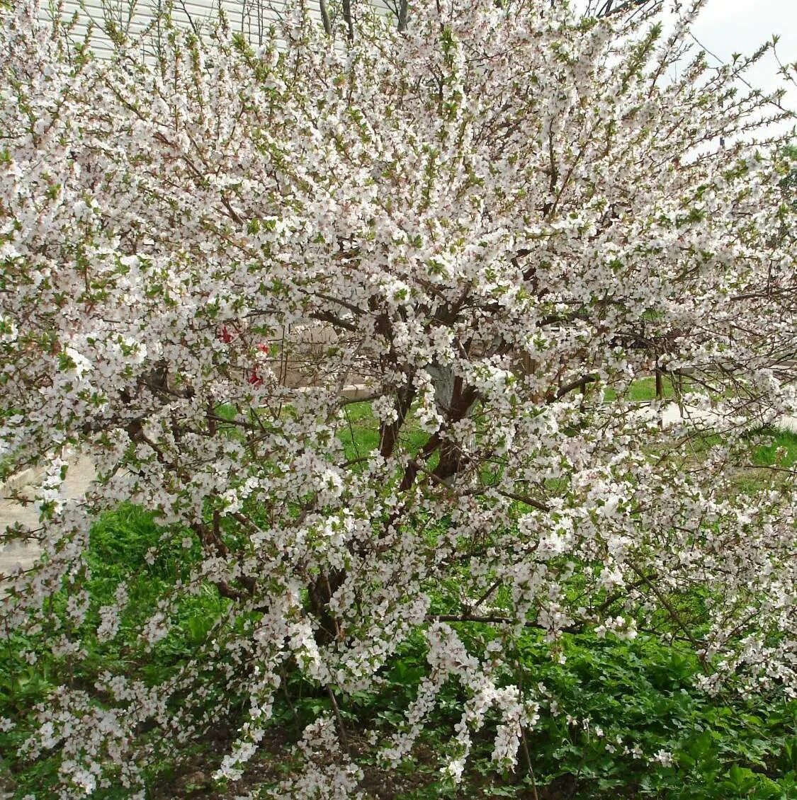 Вишня натали описание. Вишня войлочная Натали куст. Вишня войлочная томентоза. Войлочная вишня куст. Вишня войлочная огонек куст.