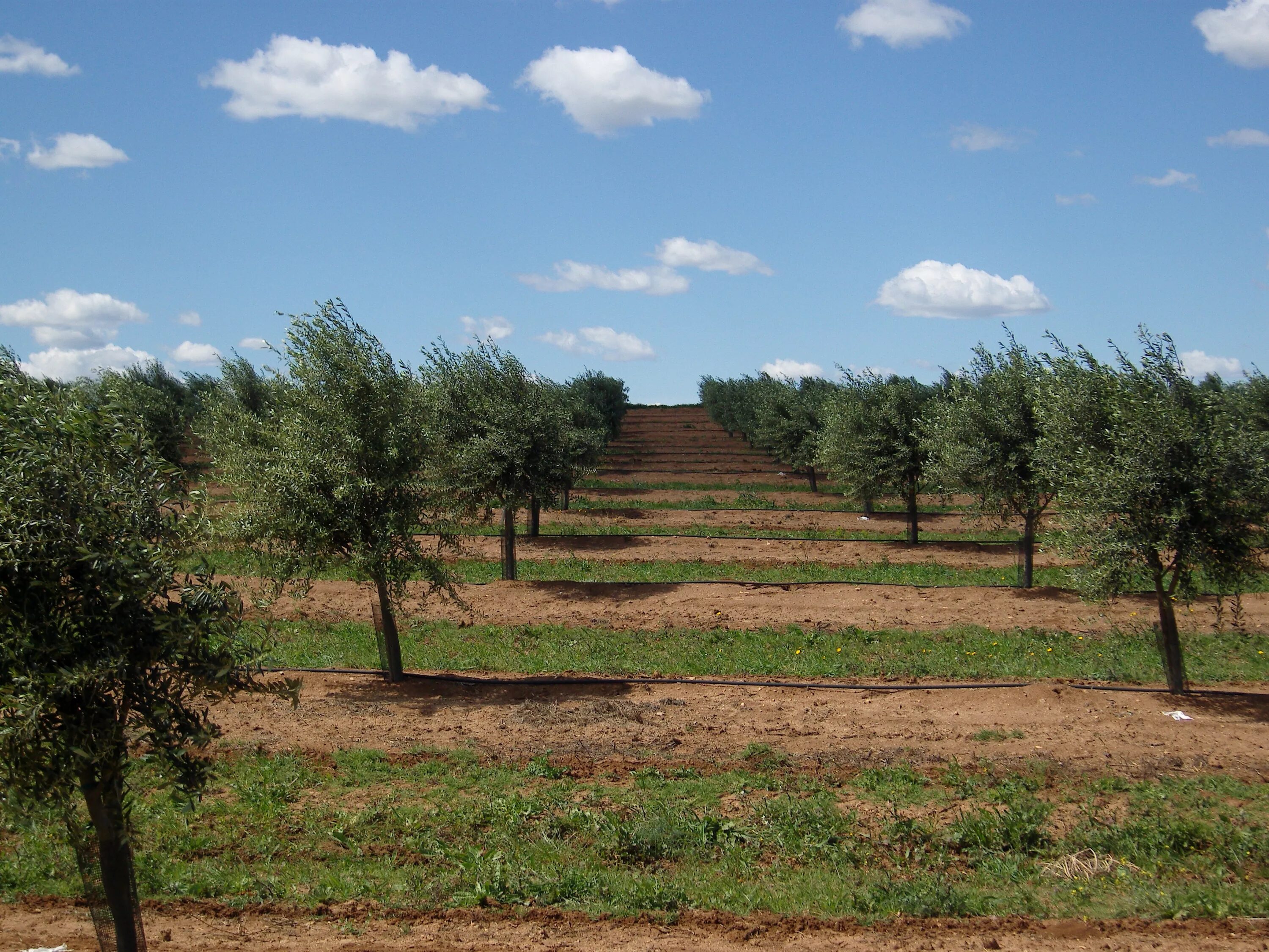 Дерево плантации. Оливковые Рощи в Португалии Алентежу. Тоскана оливковые Рощи. Оливковые деревья в Португалии. Португалия оливковая роща.