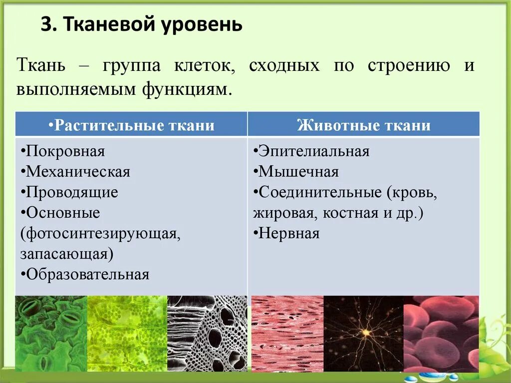 Организм животного состоит из клеток. Из каких элементов состоят ткани животных организмов. Ткани животных ткани растений клетки органы системы органов. Тканевый уровень организации живой материи. Уровни организации животной ткани.