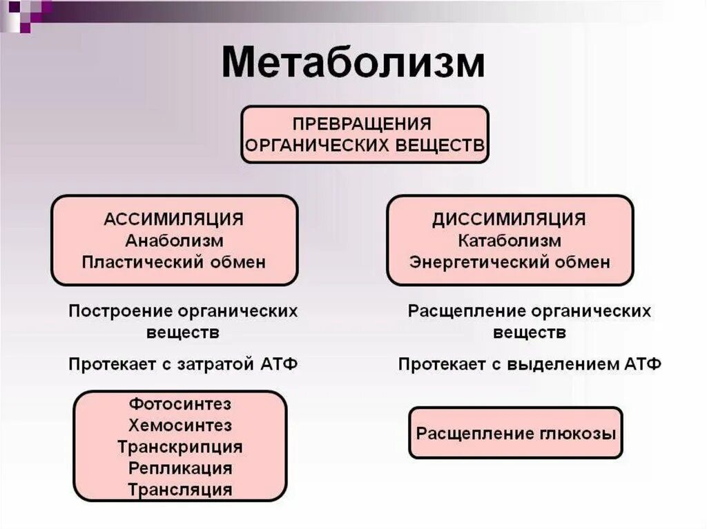 Процессы ассимиляции и диссимиляции. Процессы ассимиляции и диссимиляции веществ.. Ассимиляция и диссимиляция метаболизм. Процессы метаболизма с примерами. Диссимиляция в биологии