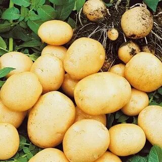 Сорта круглого картофеля