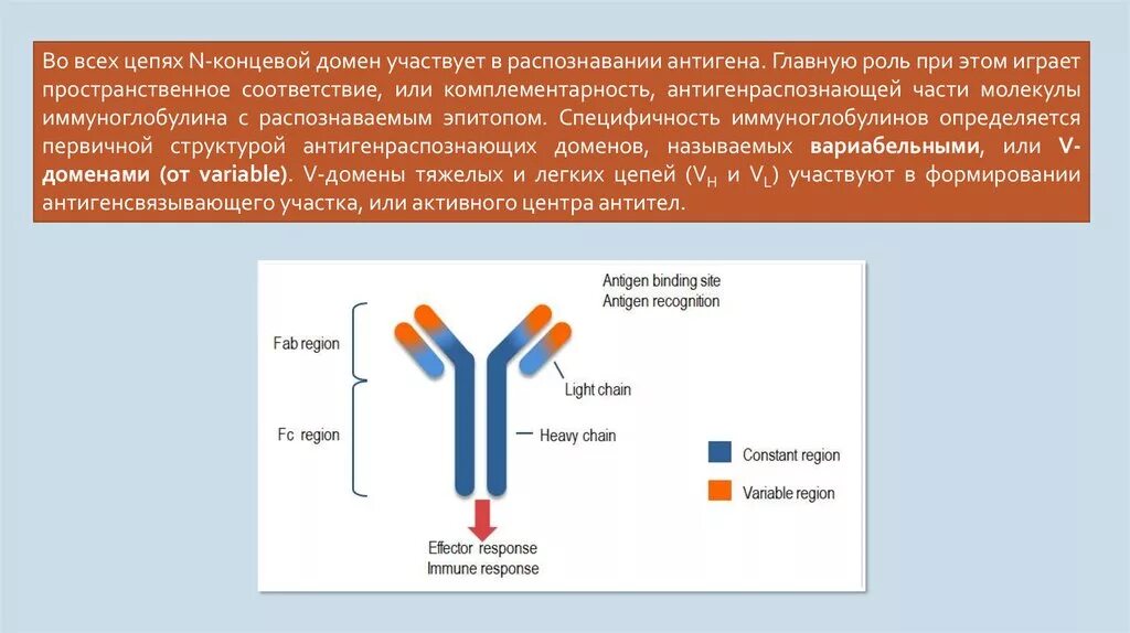 Активный центр антигена. Антиген антитело. Молекулы распознающие антигены. Специфичность антигена. Домены антител