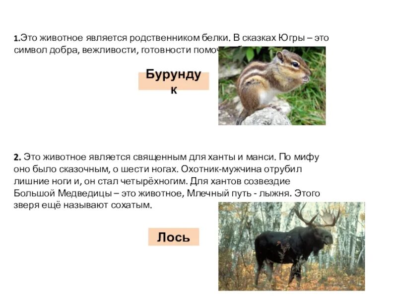 Белкам родственники. Животное это определение. Ближайшими родственниками животных являются. Природа Югры презентация. Родственница белки.