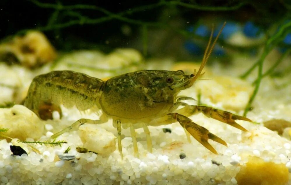 Раки в аквариуме содержание. Cambarellus patzcuarensis. Аквариумные рачки. Рачки в аквариуме. Ракообразные в аквариуме.