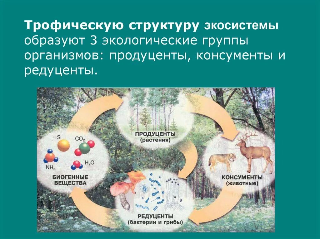 Трофическая структура сообщества. Трофическая структура биогеоценоза это. Трофическая структура биоценоза. Трофическая структура экосистемы. Трофическая структура это в экологии.