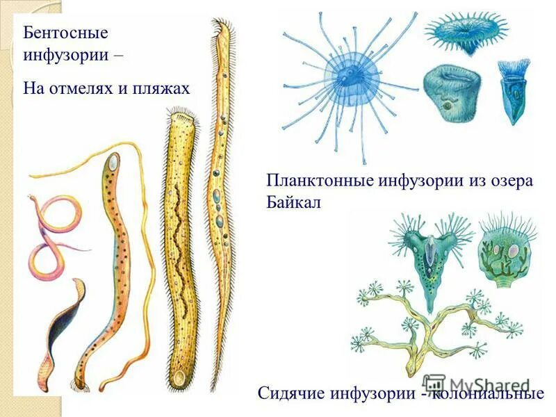 простейшие питаются готовыми органическими веществами