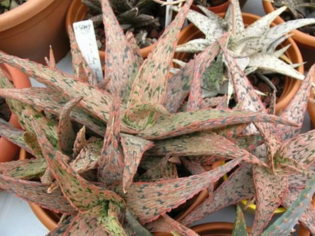 Розовый алоэ. Алоэ Pink blush. Алоэ алоэ Пинк Блаш. Aloe CV. Pink blush. Aloe rauhii ('Pink blush').