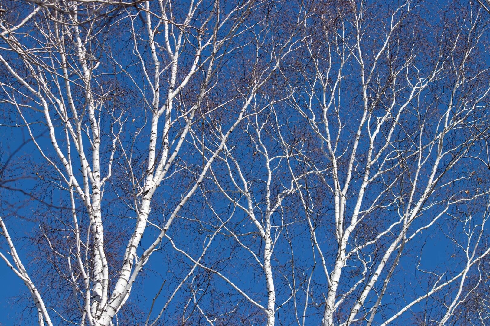 Обрезают ли березы. Японская береза. Береза японская Betula wpomca. Березы в Японии. Японская береза фото.