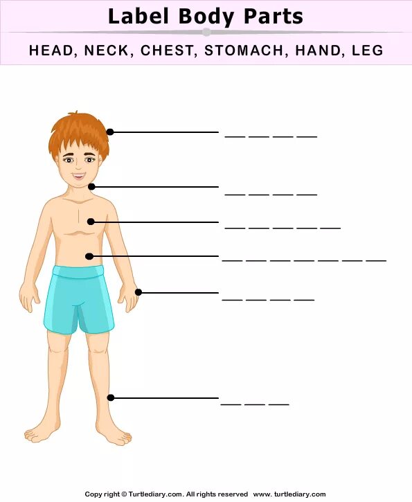 Label body parts. Части тела worksheets. Label body. Bodyparts tasks for kids. Body английский для детей.