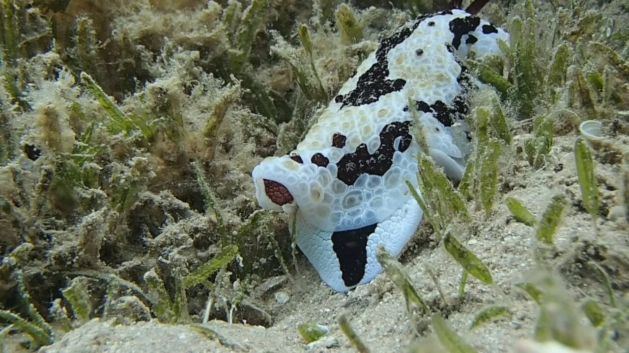 Заяц морской долабрифера. Морской заяц аквариумный. Морской кролик рыба. Морской заяц моллюск. Черный морской заяц