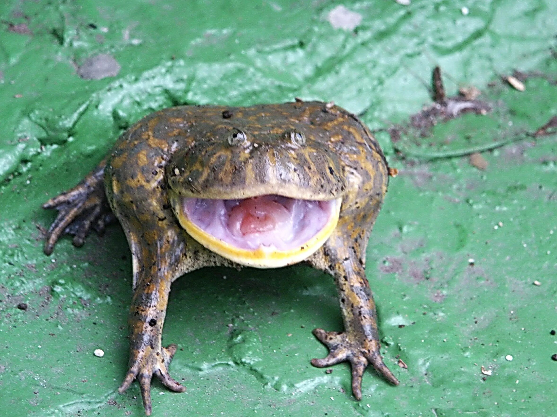 Ужасные лягушки. Лягушка щитоспинка. Lepidobatrachus laevis. Лягушка злая щитоспинка. Жаба баджита.