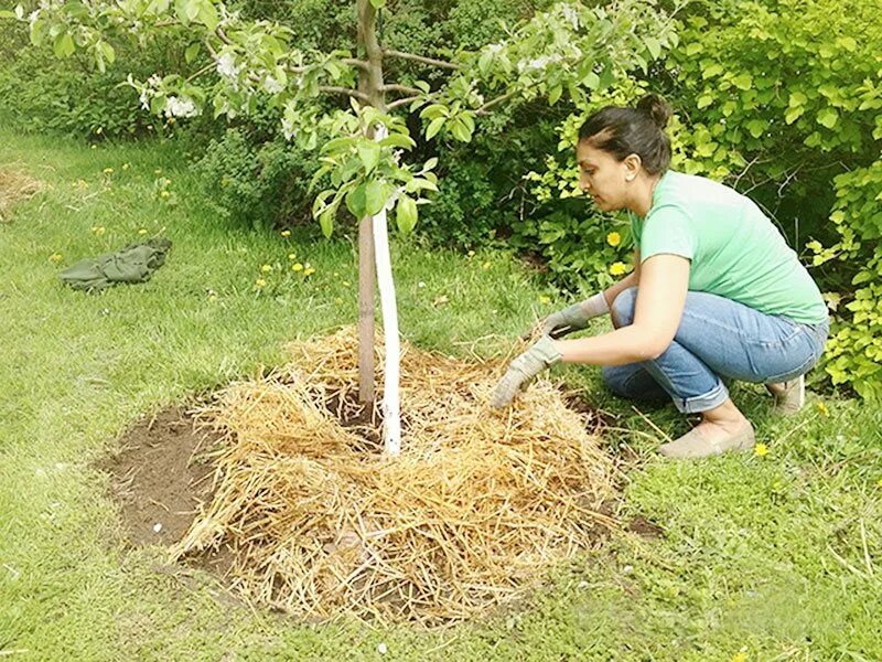 приствольный круг вокруг яблони. мульчирование клумбы с хостой. можно ли вокруг. мульча спирея приствольный круг. можно ли вокруг.