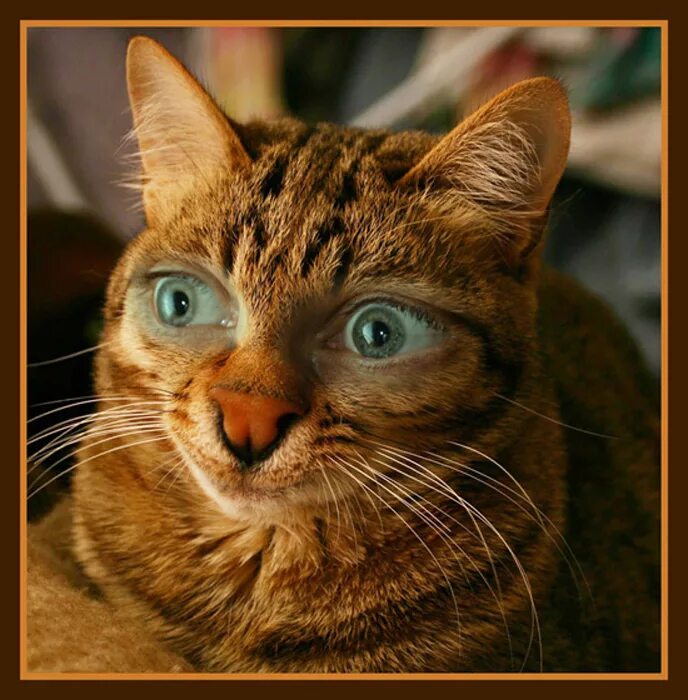 кошка с человеческим лицом. кот с человеческими глазами. кот с человеческим лицом. мейн кун валькирия. кот мейн кун с человеческим лицом.