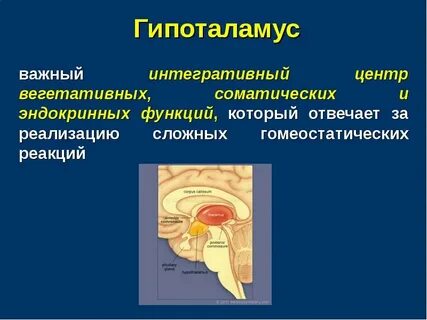 Гипоталамус центр вегетативной нервной системы