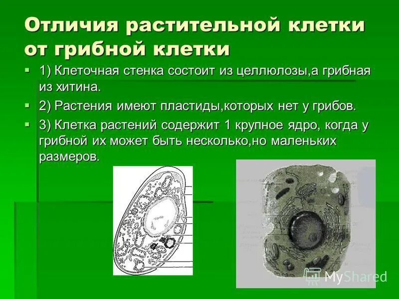 Клетка состоит из хитина. Отличия растительной клетки. Органоиды клетки грибов. Клеточная стенка органоид. Органоиды грибной клетки.