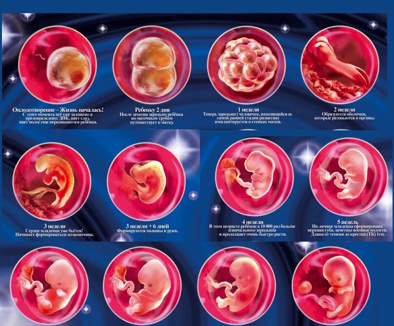 На какой неделе формируется. Как выглядит зародыш по неделям. Эмбрион 1 месяц беременности размер. Развитие плода пинеделям.