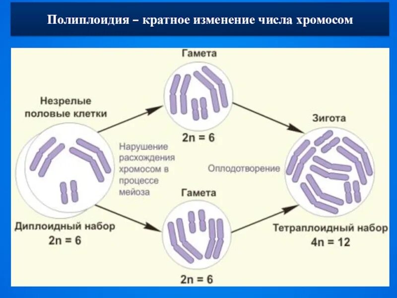 Изменение формы хромосом. Триплоидный и тетраплоидный набор хромосом. Полиплоидия. Полиплоидный набор хромосом это. Образование полиплоидных клеток.