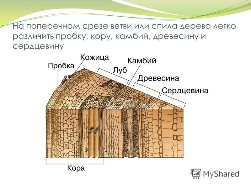 Как найти срез. Строение стебля сосны обыкновенной. Поперечный срез коры.