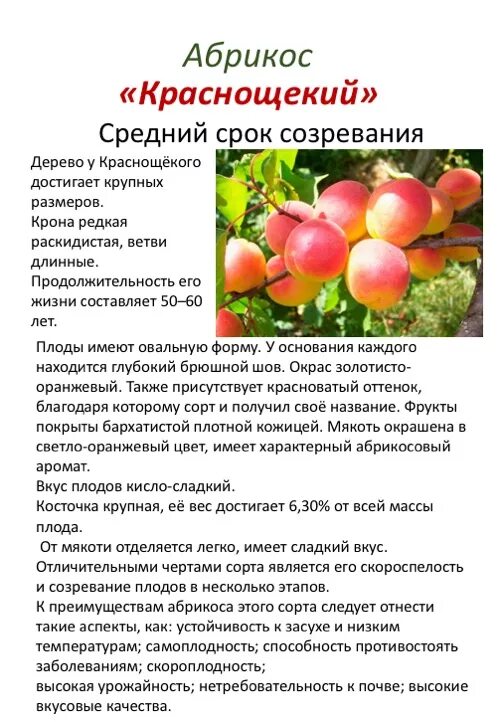 Абрикос Краснощекий - купить в интернет-магазине Агро-Маркет24