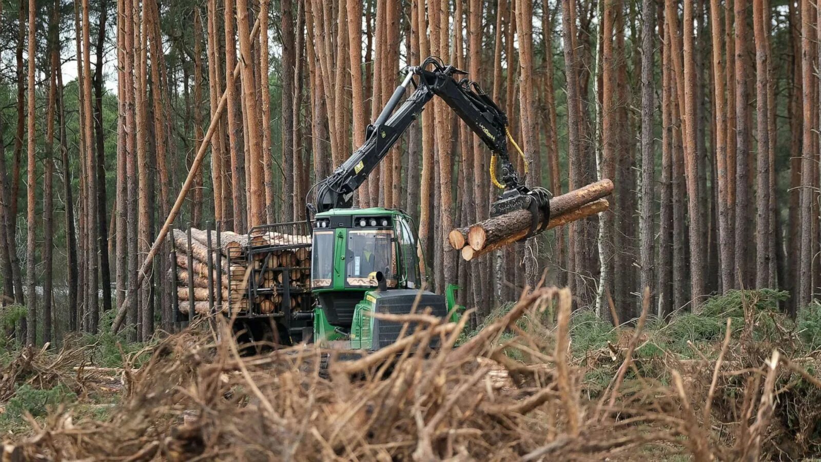 Cut them down. Cutting down Trees. Картинка Cut down Trees. Trees are Cut down. Forestry гены деревьев.