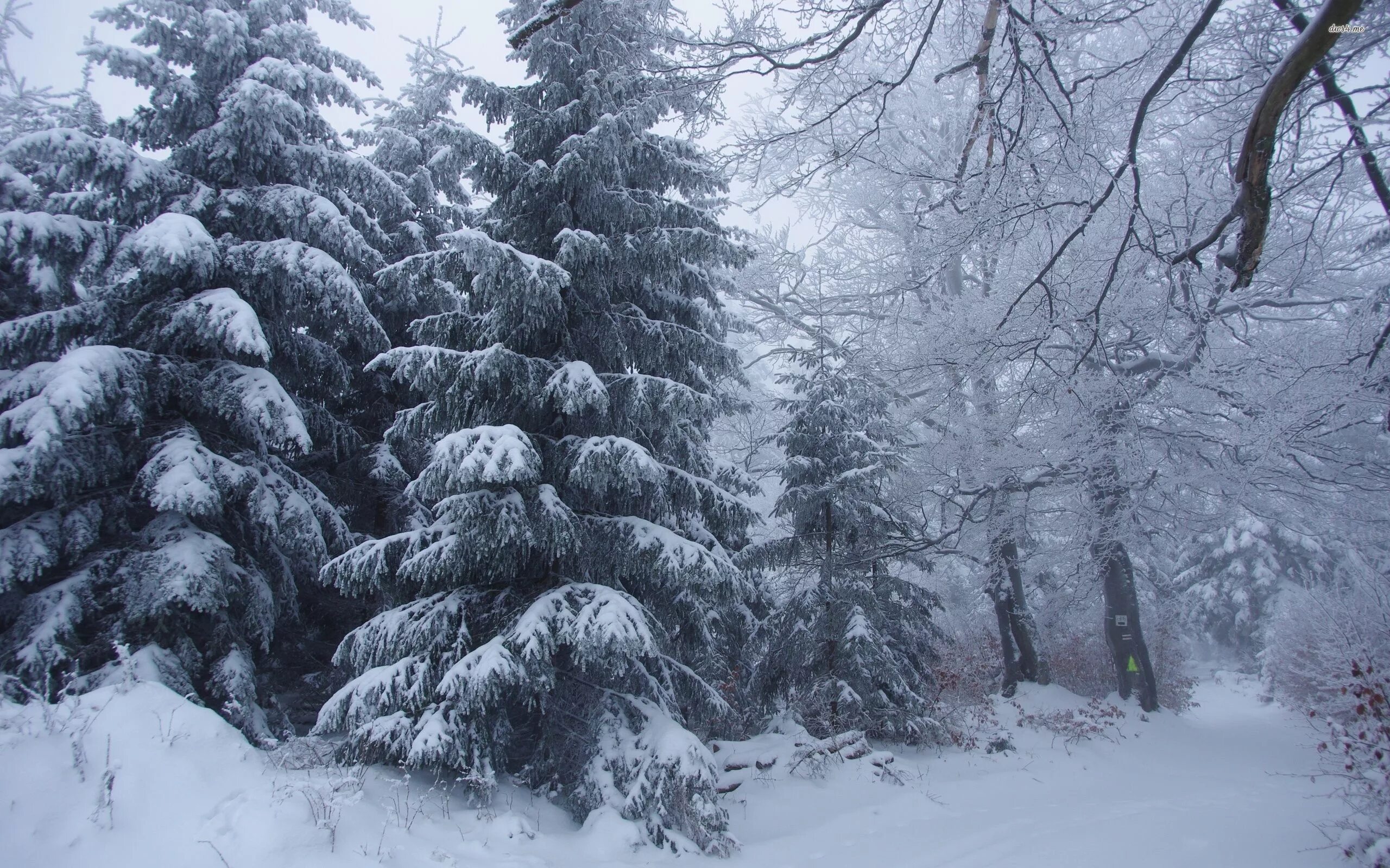 Снежок лесной. Зимний лес. Лес в снегу. Зимний хвойный лес. Зимой в лесу.