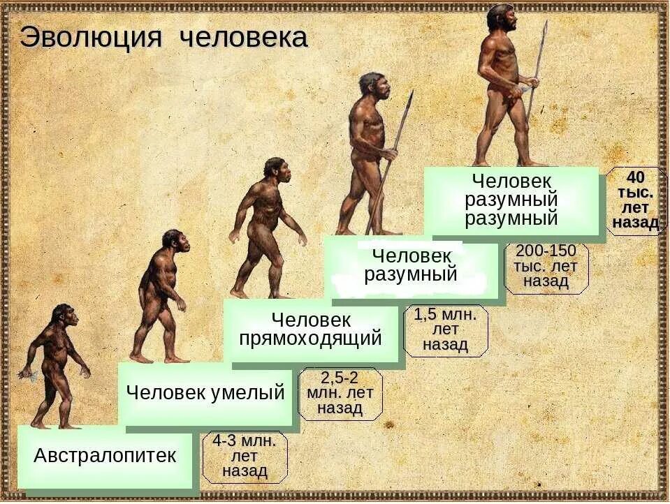 Этапы развития человека хомо сапиенс. Ступени развития человека хомо сапиенс. Эволюция ъхомосоапиенс. Эволюция человека до хомосапиенс. Предком современного человека является