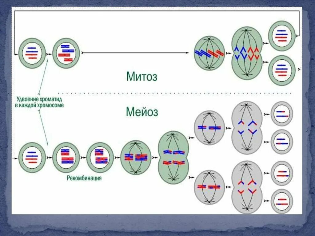 Набор хромосом и днк клетки 2n2c. Схема деления митоза и мейоза. Схема деления клетки митоз и мейоз. Плоидность фаз митоза. Схемы фаз митоза и мейоза.
