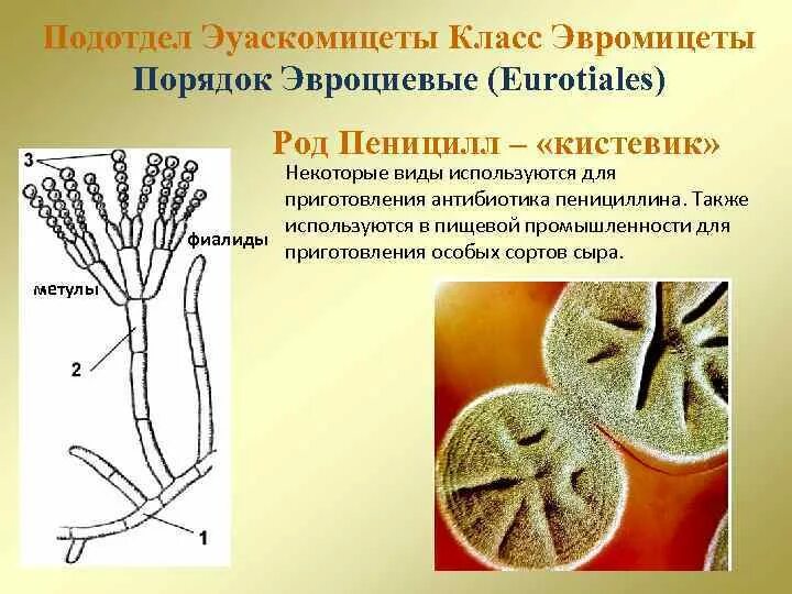 Рассмотрите изображение шести организмов пеницилл мукор. Пеницилл группа грибов. Аскомицеты пеницилл. Пеницилл гриб паразит. Гриб пеницилл биология.