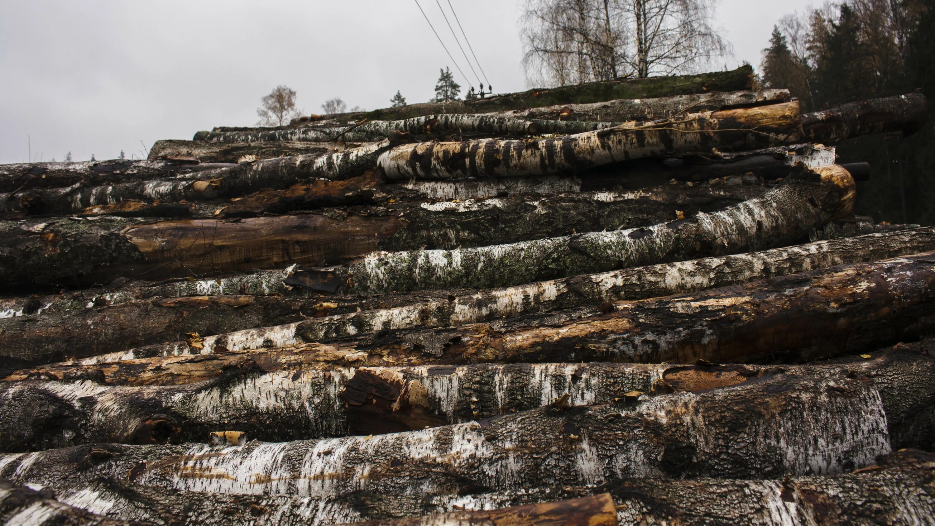 Игры вырубка деревьев. Вырубленный лес подмосковье. Вырубка деревьев московская область. Лес в березовском районе. Кусково вырубка леса.