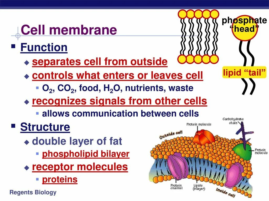 Cell membrane structure. Cell membrane function. Function of membrane. Structural and functional Organization of Cell membrane. Head of function