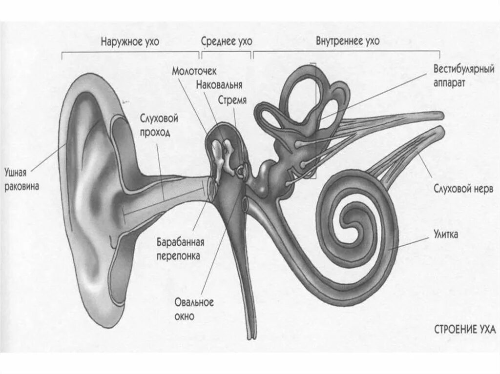 Орган слуха и вестибулярный аппарат. Строение уха человека. Внутреннее ухо вестибулярный аппарат. Нормальная физиология. Учебник. Нормальная физиология Ткаченко.