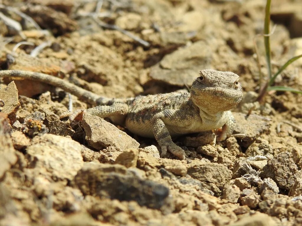 Среда обитания ящерицы круглоголовки. Такырная круглоголовка Phrynocephalus helioscopus. Агама круглоголовка. Закавказская Такырная круглоголовка. Такырная круглоголовка в Казахстане.