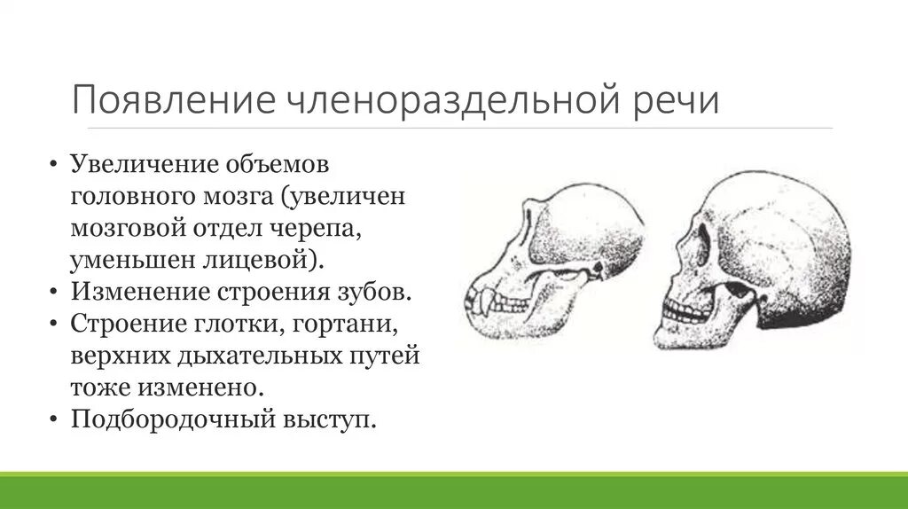 Появление речи у людей. Возникновение человеческой речи. Причины возникновения членораздельной речи. Формирование членораздельной речи. Развитый подбородочный выступ череп