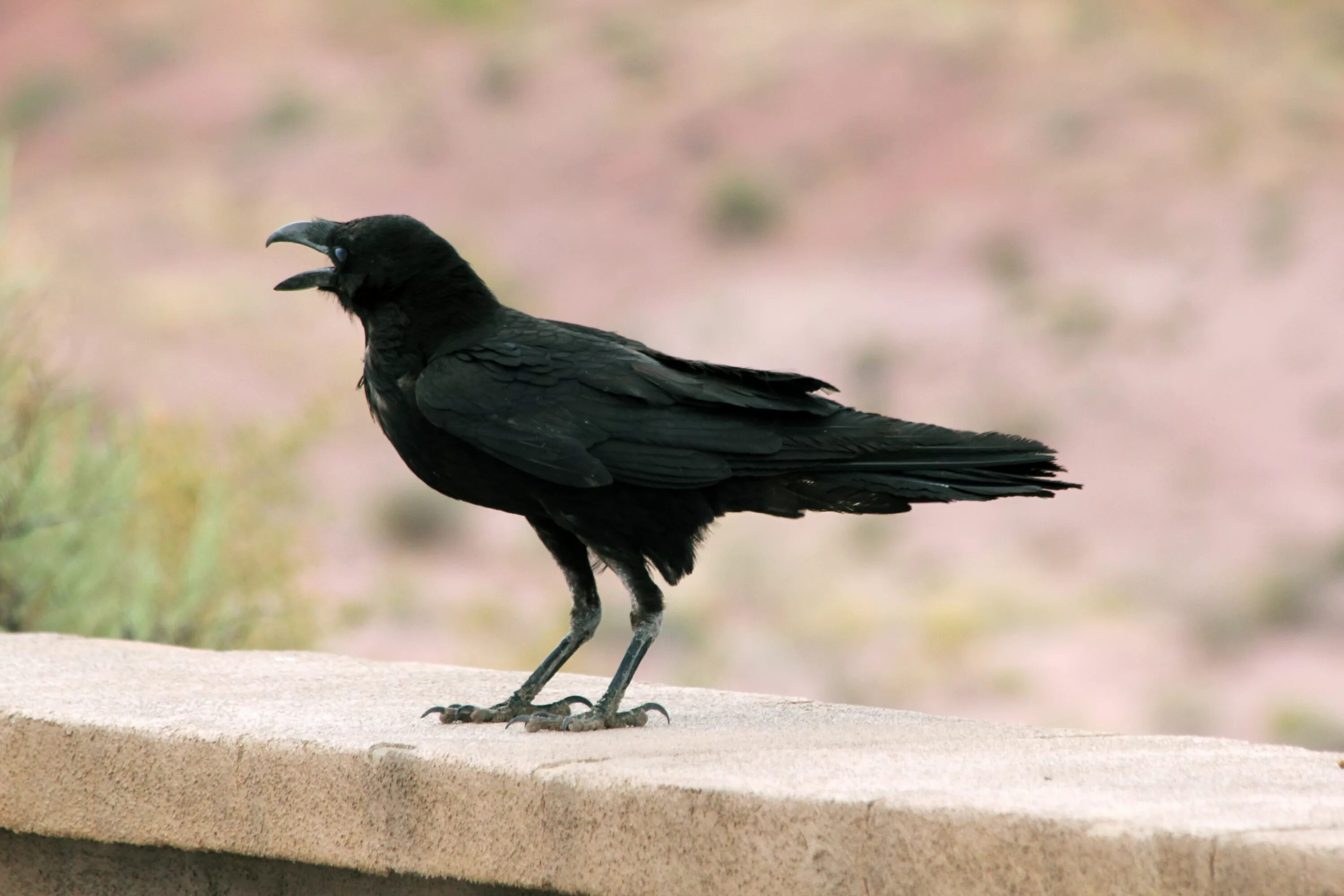 Ворона какой вид. Corvus cryptoleucus. Белошейная ворона. Corvus edithae. Ворон вид сбоку.